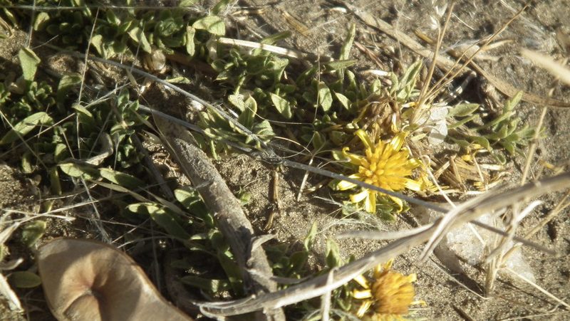 Geigeria plumosa, photographed by Shaun Swanepoel