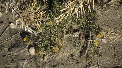 Geigeria plumosa, photographed by Shaun Swanepoel