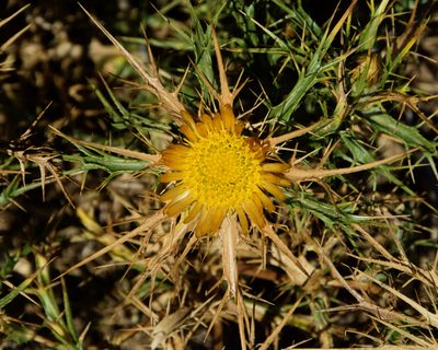 Carlina curetum, photographed by Frank Sengpiel