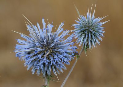 Echinops spinosissimus, photographed by Frank Sengpiel