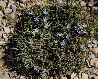 Cichorium spinosum, photographed by Frank Sengpiel