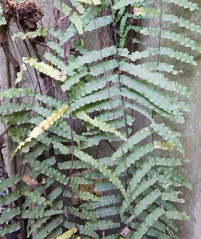 Goniophlebium persicifolium, photographed by alessandradalia