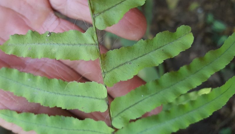 Goniophlebium persicifolium, photographed by alessandradalia