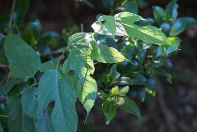 Broussonetia monoica, photographed by harum.koh