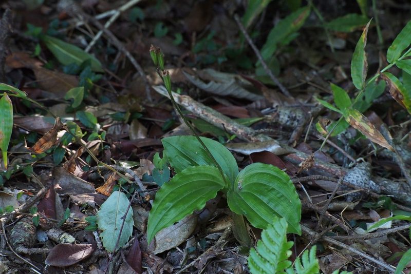 Liparis nervosa, photographed by harum.koh