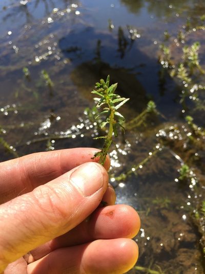 Myriophyllum hippuroides, photographed by Lee Cain