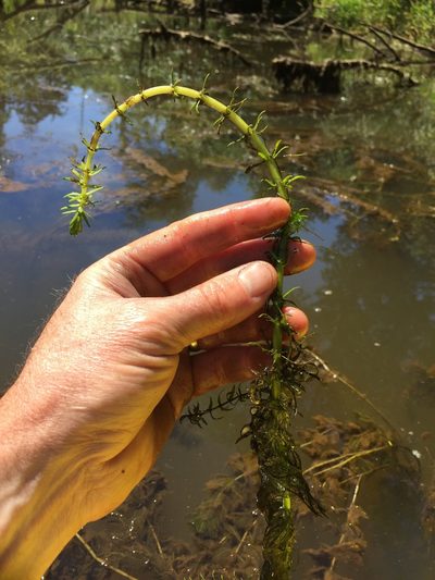 Myriophyllum hippuroides, photographed by Lee Cain