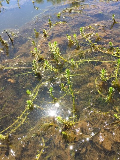 Myriophyllum hippuroides, photographed by Lee Cain