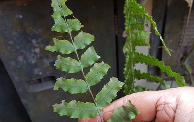 Goniophlebium persicifolium, photographed by alessandradalia