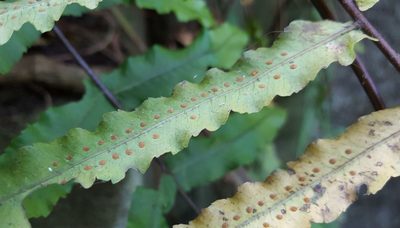 Goniophlebium persicifolium, photographed by alessandradalia
