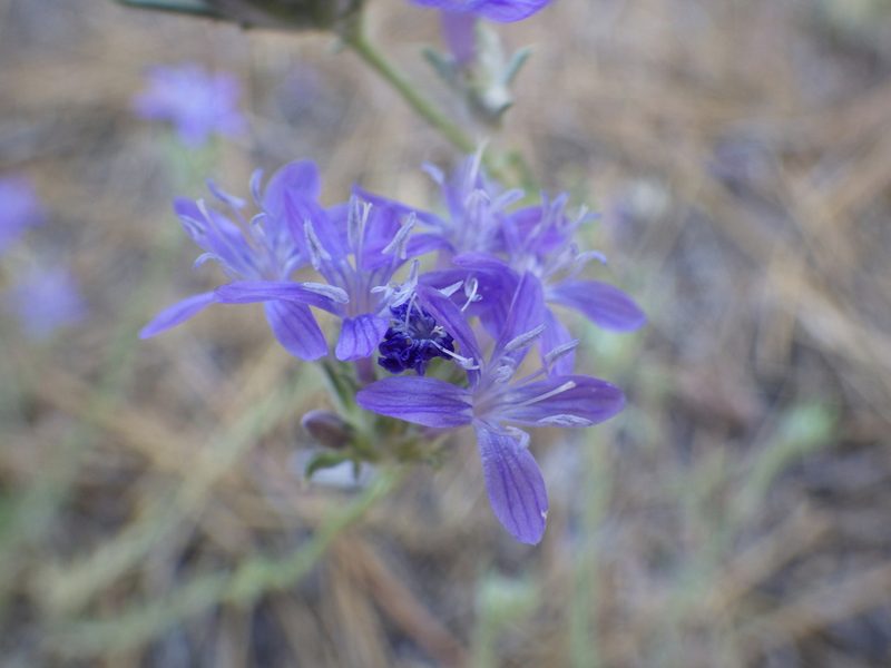 Eriastrum pluriflorum, photographed by Zack Abbey