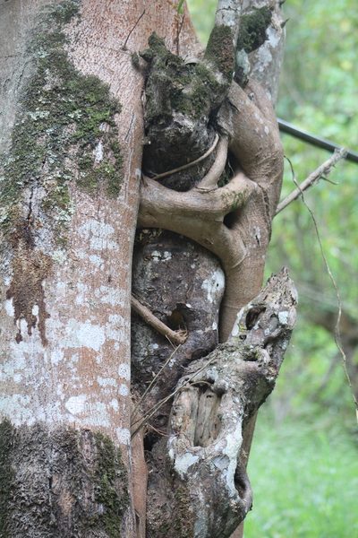 Ficus costaricana, photographed by GERMAN LEONEL SARMIENTO CRUZ