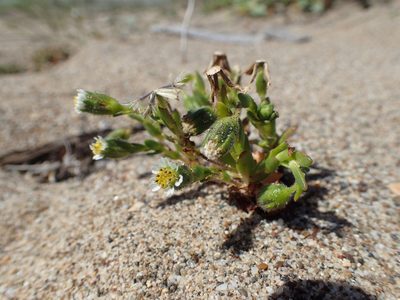 Layia carnosa