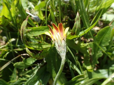 Microseris paludosa, photographed by rockybajada