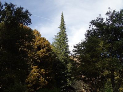 Abies bracteata, photographed by Scott Yarger
