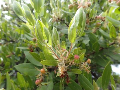 Arctostaphylos virgata, photographed by Scott Yarger