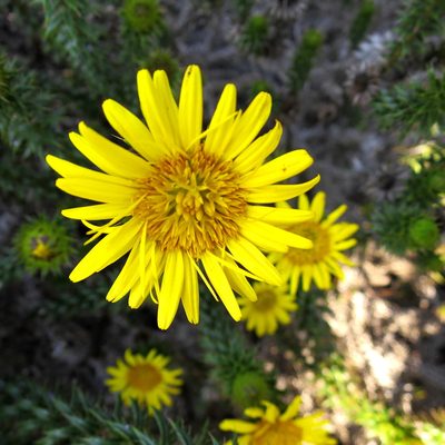 Cullumia carlinoides, photographed by Di Turner