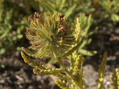 Nama rothrockii, photographed by Jim Morefield