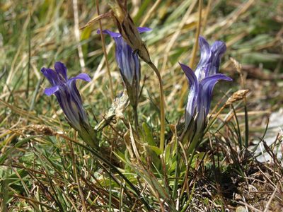 Gentianopsis holopetala, photographed by Jim Morefield