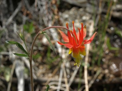 Aquilegia shockleyi, photographed by Jim Morefield