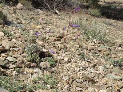 Penstemon scapoides, photographed by Jim Morefield