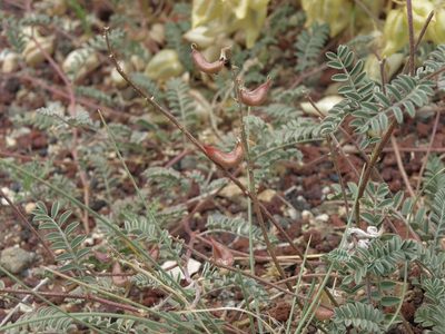 Astragalus inyoensis, photographed by Jim Morefield
