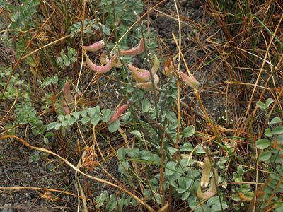 Astragalus layneae, photographed by Jim Morefield