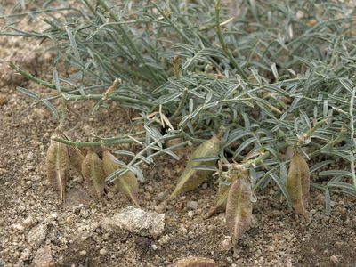 Astragalus casei, photographed by Jim Morefield