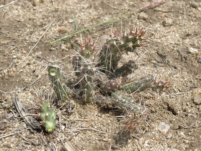 Micropuntia pulchella, photographed by Jim Morefield