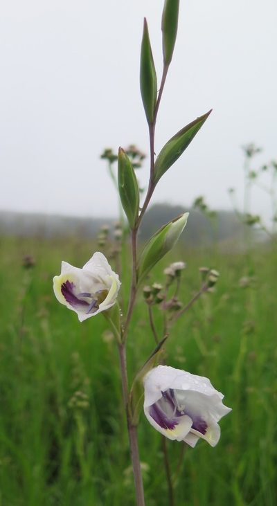 Gladiolus papilio, photographed by Suvarna Parbhoo Mohan