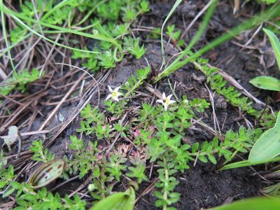 Lobelia sonderiana, photographed by Suvarna Parbhoo Mohan