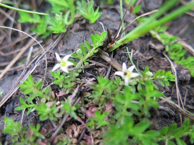 Lobelia sonderiana, photographed by Suvarna Parbhoo Mohan