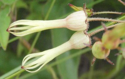 Riocreuxia torulosa, photographed by Nicola van Berkel