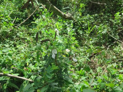 Tephrosia inandensis, photographed by Suvarna Parbhoo Mohan
