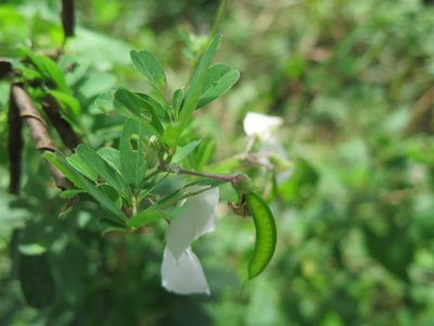 Tephrosia inandensis, photographed by Suvarna Parbhoo Mohan