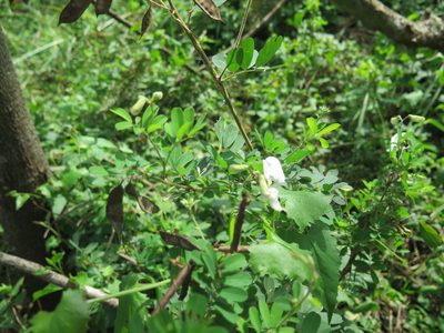Tephrosia inandensis, photographed by Suvarna Parbhoo Mohan
