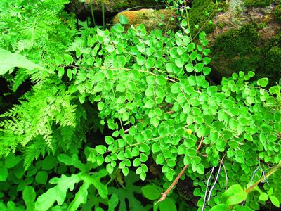 Windhamia cordifolia, photographed by Oscar Alejandro Morales Juárez