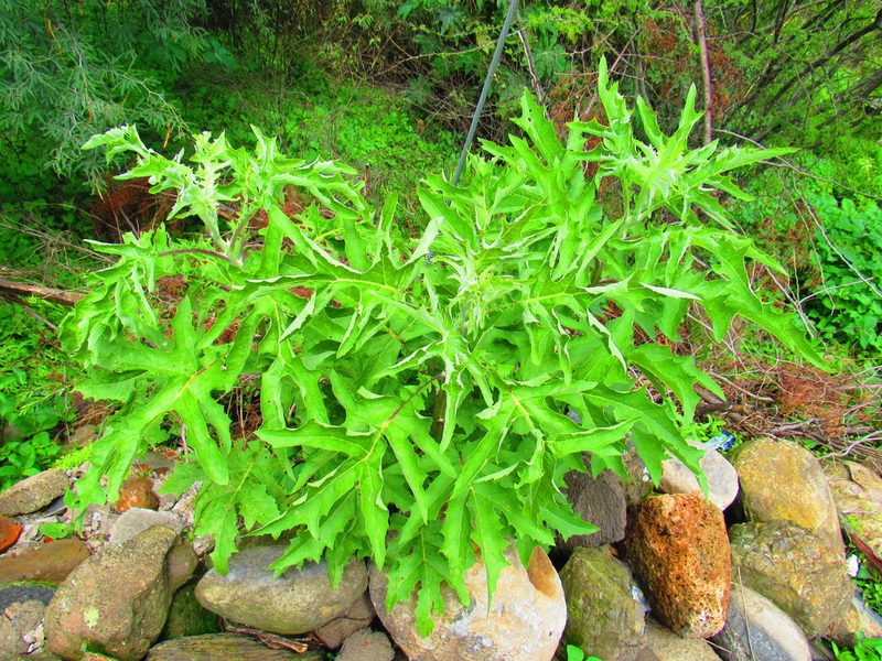 Roldana heracleifolia, photographed by Oscar Alejandro Morales Juárez