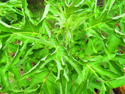 Roldana heracleifolia, photographed by Oscar Alejandro Morales Juárez