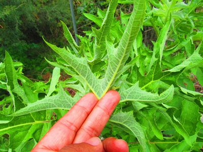 Roldana heracleifolia, photographed by Oscar Alejandro Morales Juárez