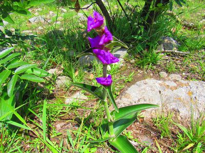 Tradescantia crassifolia, photographed by Oscar Alejandro Morales Juárez