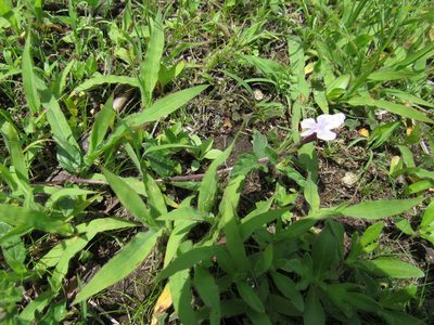 Priva grandiflora, photographed by Oscar Alejandro Morales Juárez