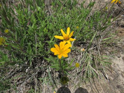 Lasianthaea aurea, photographed by Oscar Alejandro Morales Juárez