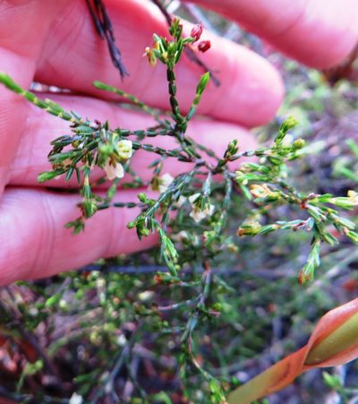 Erica multiflexuosa, photographed by linkie