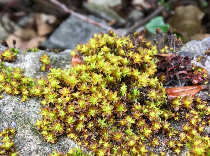 Syntrichia fragilis, photographed by Andrew J. Crawford