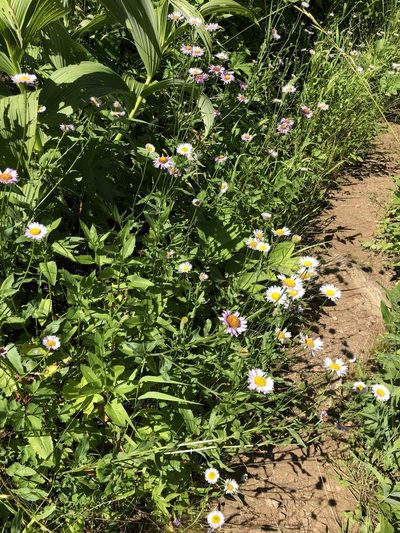 Erigeron aliceae, photographed by Glenn Zane