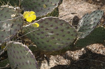 Opuntia bravoana, photographed by Eric Knight