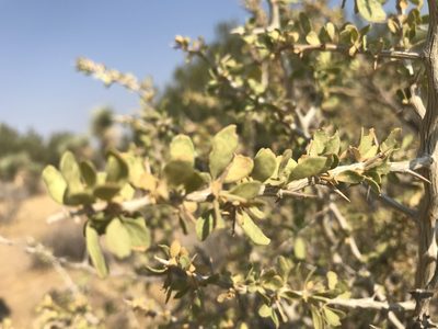 Lycium cooperi, photographed by Leah Gardner