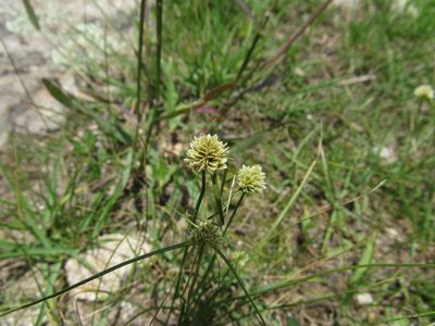 Cyperus seslerioides, photographed by Oscar Alejandro Morales Juárez