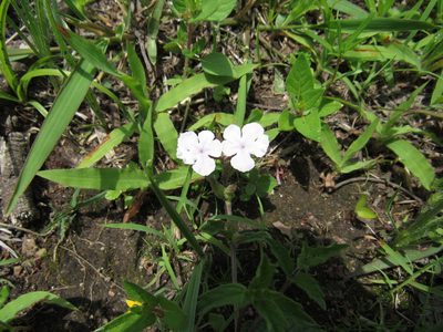 Priva grandiflora, photographed by Oscar Alejandro Morales Juárez